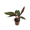 Calathea Triostar (7 Cm Saksıda)