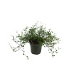 Müehlenbeckia - Avustralya Sarmaşığı - 11 Cm Plastik Saksıda