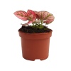 Hypoestes Pembe -  8,5  Cm Plastik Saksıda