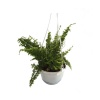 Askılı Aşk Merdiveni - Nephrolepis (18 Cm Saksıda)