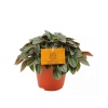 Peperomia Napoli Night (12 Cm Saksıda)