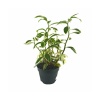 Costus Arabicus (15 Cm Saksıda)