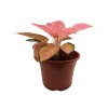 Aglaonema Tivoli (24 Cm Saksıda)