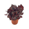Begonia Red Robin (8,5 Cm Saksıda)