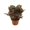 Begonia Rex Tango (13 Cm Saksıda)