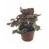 Begonia Magic (13 Cm Saksıda)