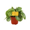 Peperomia Argyreia Watermelon - Karpuz Begonyası - 11 Cm Plastik Saksıda