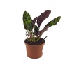 Mini Calathea Lancifolia (7 Cm Saksıda)