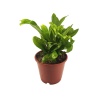 Microsorum Green (14 Cm Saksıda)