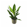 Dracaena Fragrans Cintho (13 Cm Saksıda)