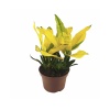Croton Sunny Star (12 Cm Saksıda)