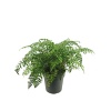 Asplenium (21 Cm Saksıda)