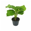 Calathea Orbifolia (5,5 Cm Saksıda)