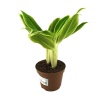 Aglaonema Sparkling 9Cm