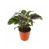 Calathea Fusion White (14 Cm Saksıda)