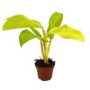 Philodendron Malay 5,5 Saksıda