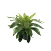 Vriesea Nova (19 Cm Saksıda)