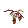 Stromanthe Multicolor (17 Cm Saksıda)