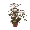 Oxalis Volcanicola Zinfandel (10 Cm Saksıda)