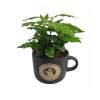 Siyah Seramik Saksıda Coffea Arabica (12 Cm Saksıda)