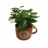 Turuncu Seramik Saksıda Coffea Arabica (12 Cm Saksıda)