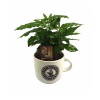 Beyaz Seramik Saksıda Coffea Arabica (12 Cm Saksıda)