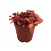 Fittonia Pink (12 Cm Saksıda)