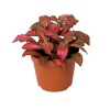 Fittonia Red (12 Cm Saksıda)