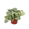 Fittonia (12 Cm Saksıda)