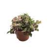 Tradescantia (12 Cm Saksıda)