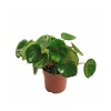 Begonia Red Ruby (12 Cm Saksıda)