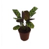 Maranta (8,5 Cm Saksıda)