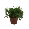 Hatiora (8,5 Cm Saksıda)