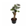 Polyscias Fabian (12 Cm Saksıda)
