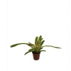 Nidularium (5,5 Cm Saksıda)
