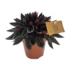 Peperomia Rosso - Zümrüt Dalgası (5,5 Cm Saksıda)