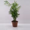 Chamaedorea - Dağ Palmiyesi (Mini) - 8,5 Cm Plastik Saksıda