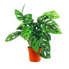 Monstera Obliqua (12 Cm Saksıda)