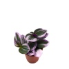 Tradescantia Nanouk -  5,5 Cm Plastik Saksıda