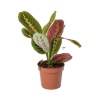Maranta Fascinator -Dua Çiçeği - 12 Cm Plastik Saksıda