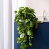 Scindapsus - Potos - 17  Cm Plastik Saksıda