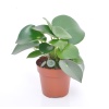 Peperomia Raindrop (12 Cm Saksıda)