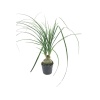 Mini Nolina - Beaucarnea Recurvata (5,5 Cm Saksıda)
