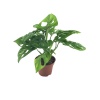 Monstera Obliqua (5,5 Cm Saksıda)
