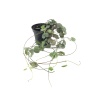 Ceropegia Wodii Kalp Kalbe Karşı Çiçeği - (8,5 Cm Saksıda)