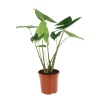 Alocasia Zebrina (14 Cm Saksıda)