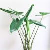Alocasia Zebrina (14 Cm Saksıda)