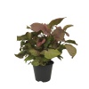 Syngonium Red - Ok Başı Sarmaşığı - 14 Cm Plastik Saksıda