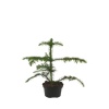 Araucaria Heterophylla - Salon Çamı - 10 Cm Plastik Saksıda