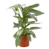 Philodendron Silver - 13 Cm Plastik Saksıda